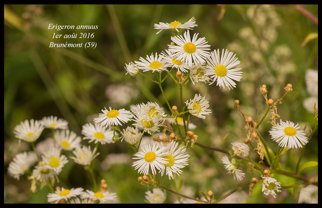 Erigeron annuus